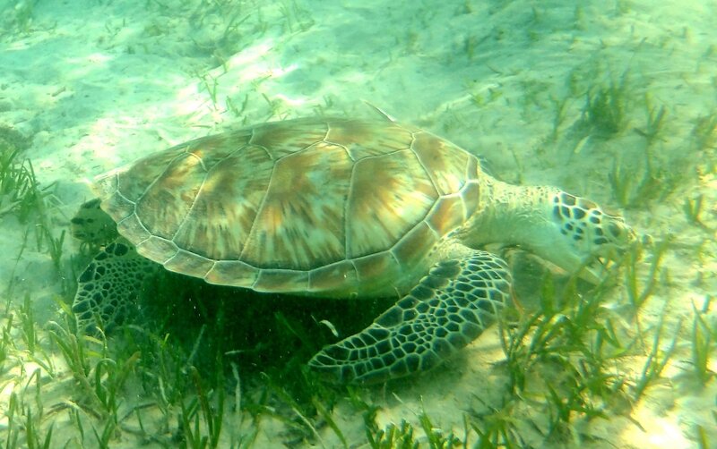 Swisstouches Resort & Spa Marsa Alam 35