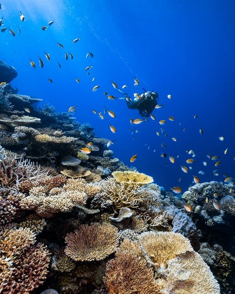 Park Hyatt Maldives Hadahaa 32
