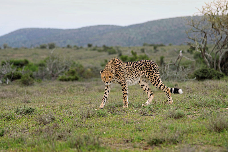 Kuzuko Lodge 12