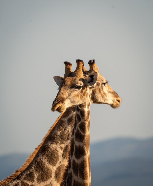 Kuzuko Lodge 43
