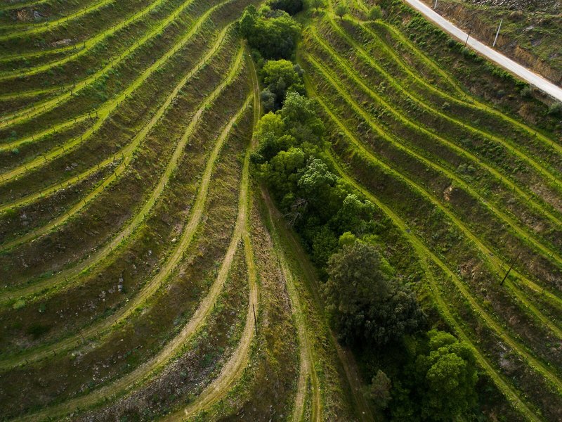 Vila Gale Douro Vineyards 7