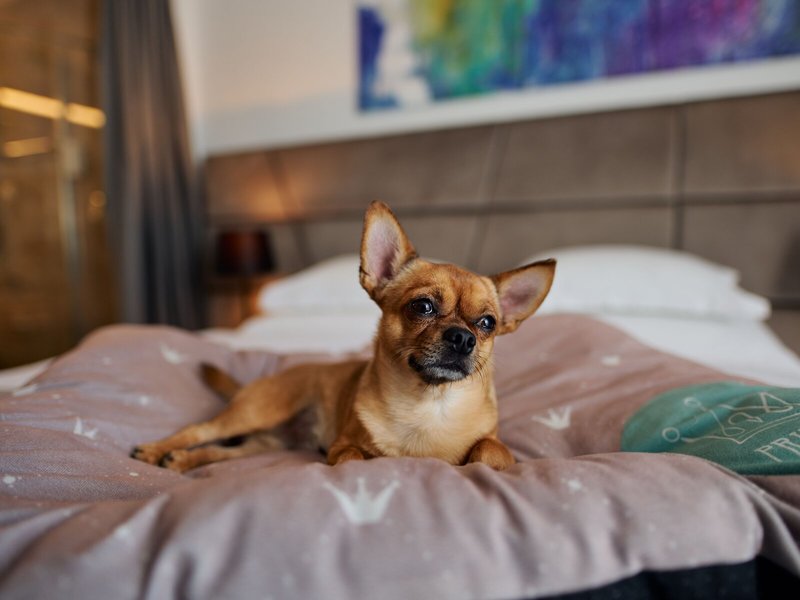 Hotel Paris 35