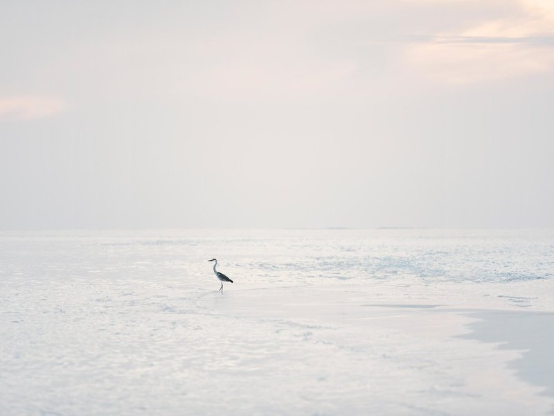 COMO Cocoa Island, Maledives 13