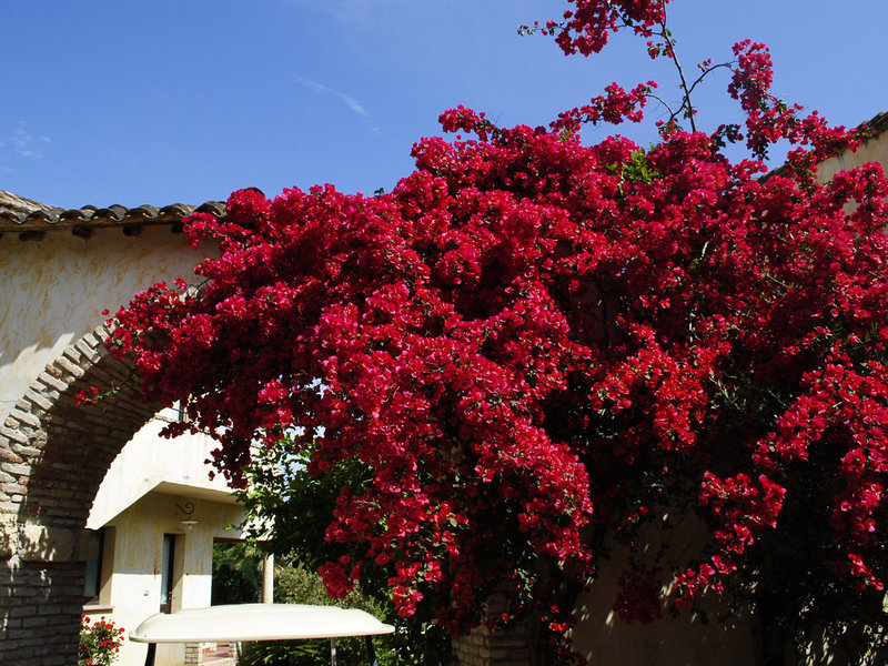 Costa Dei Fiori 6