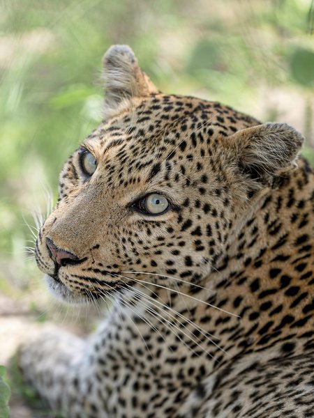 Arathusa Safari Lodge 14