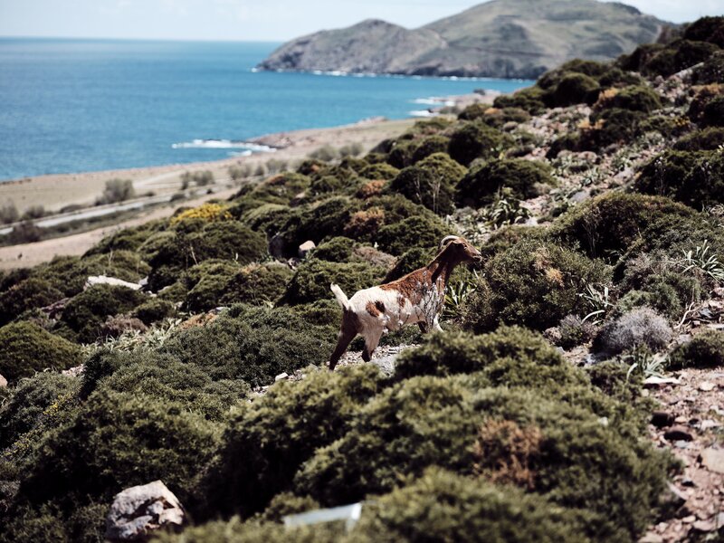 The Royal Senses Resort & Spa Crete, Curio Collection by Hilton 70