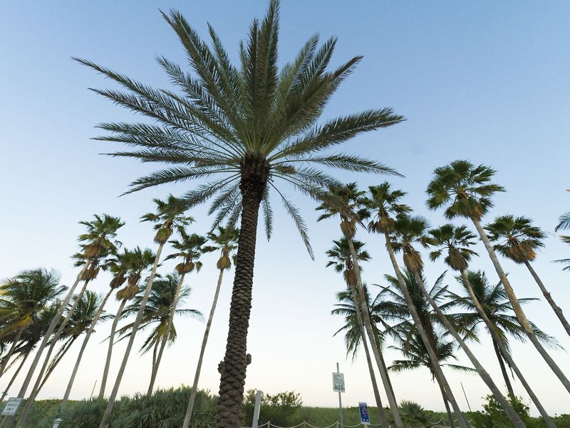 The Broadmoor Miami Beach 9