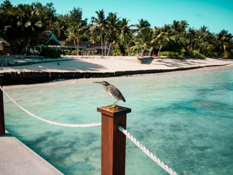 Four Seasons Resort Seychelles at Desroches Island 10