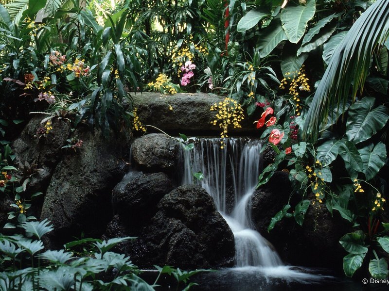 Disney's Polynesian Village Resort 6