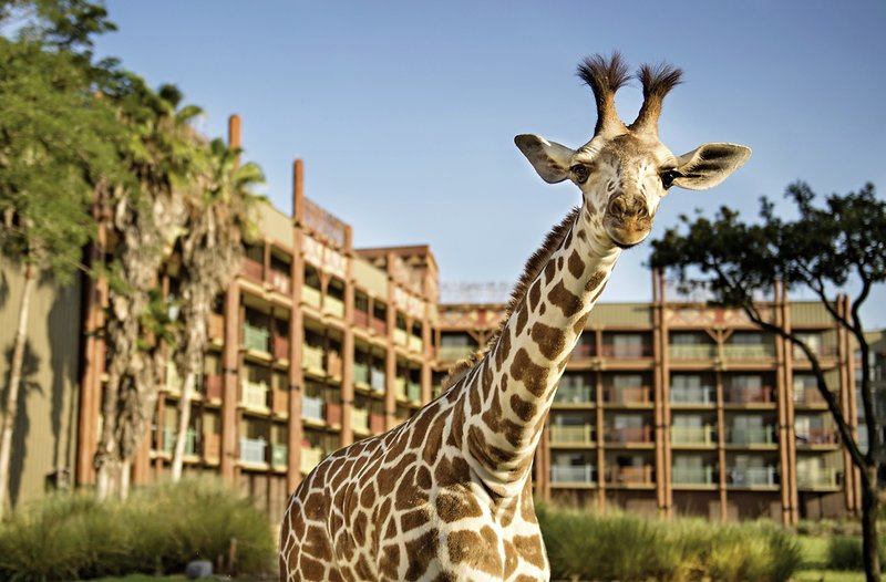 Disney's Animal Kingdom Lodge 14