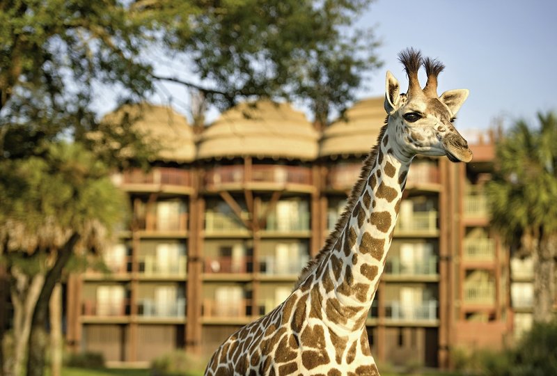 Disney's Animal Kingdom Lodge 15