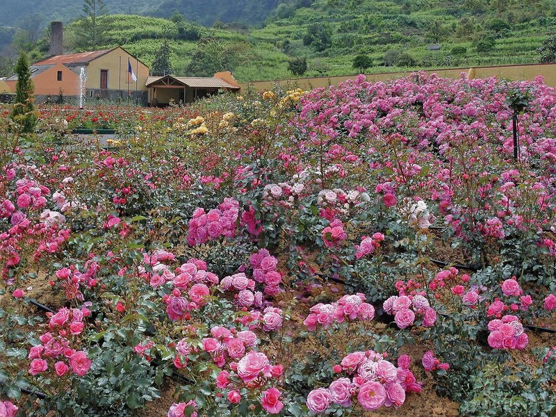 Quinta Do Arco Nature & Rose Garden Resort 8
