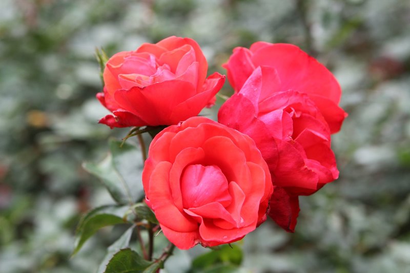 Pestana Quinta do Arco Nature & Rose Garden Hotel 19