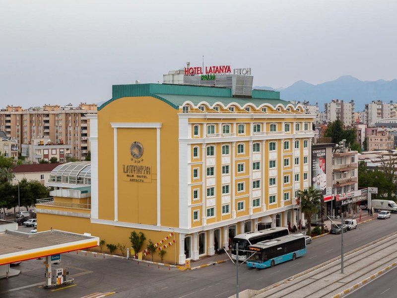 Latanya Palm 3