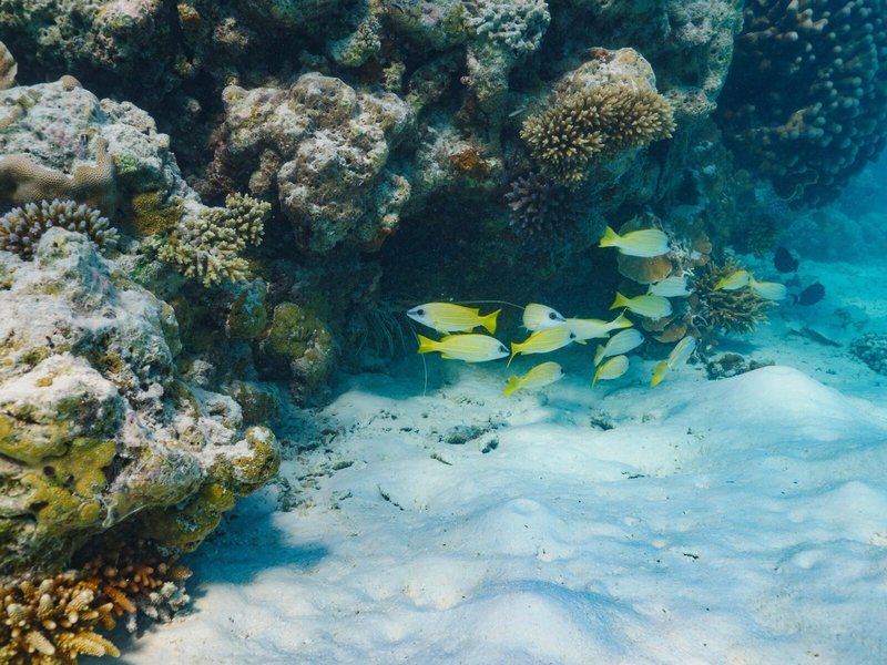 The Ritz Carlton Maldives, Fari Islands 15