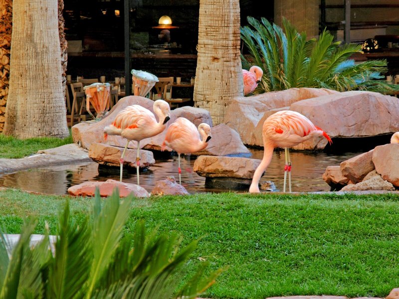 Flamingo Las Vegas & Casino 6