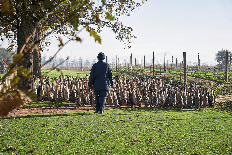 Vergenoegd Löw The Wine Estate 46