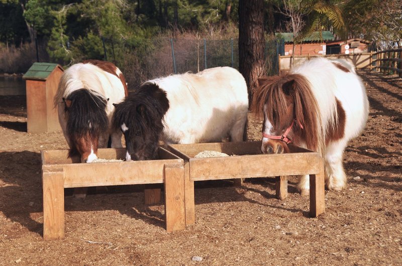 Gloria Verde Resort 36