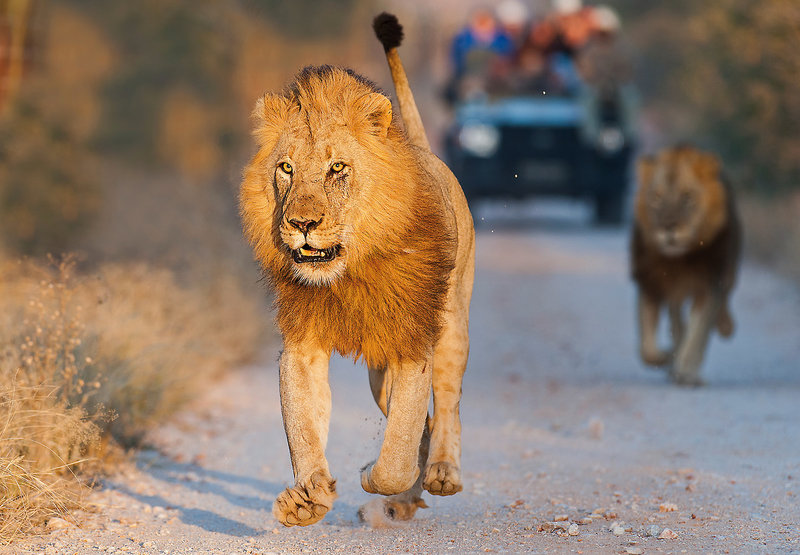 Pondoro Game Lodge 13