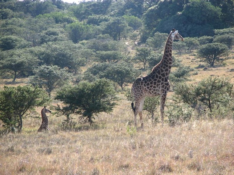 Bukela Game Lodge 1