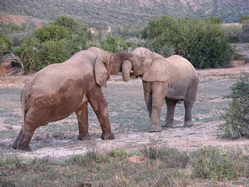 Bukela Game Lodge 3