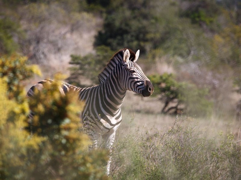 Bukela Game Lodge 4