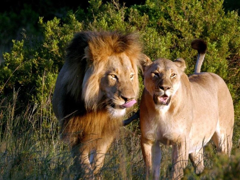 Bukela Game Lodge 5