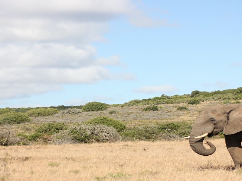 Bukela Game Lodge 6