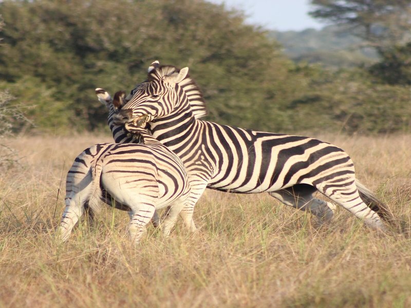 Bukela Game Lodge 7