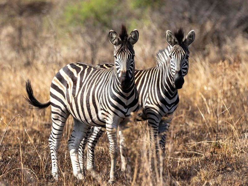 Letamo at Qwabi Private Game Reserve 9