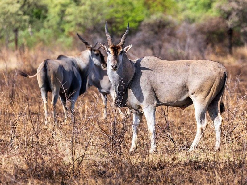 Letamo at Qwabi Private Game Reserve 10