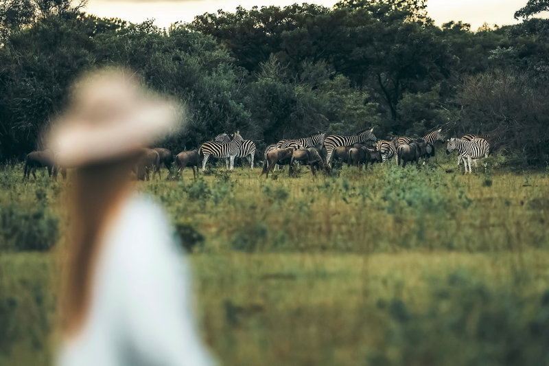 Elephants Crossing 12