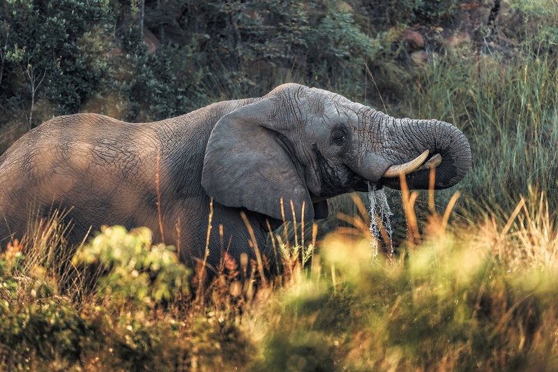 Elephants Crossing 13