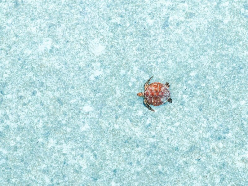 Waldorf Astoria Seychelles 4