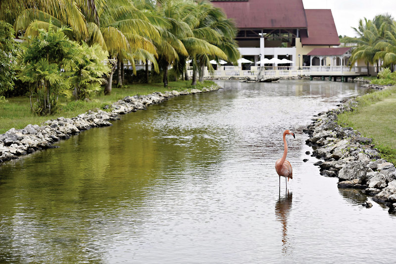 Memories Caribe Beach Resort 14
