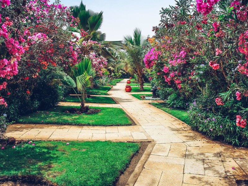 Royal Horizons Baobab 10