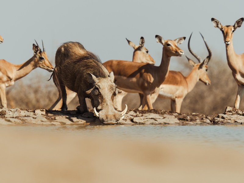 Last Word Madikwe 6