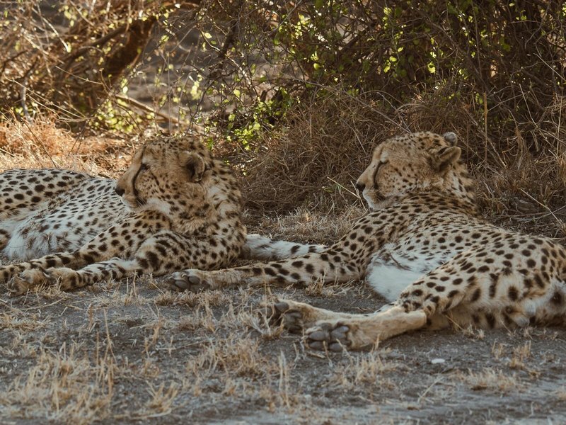 Last Word Madikwe 7