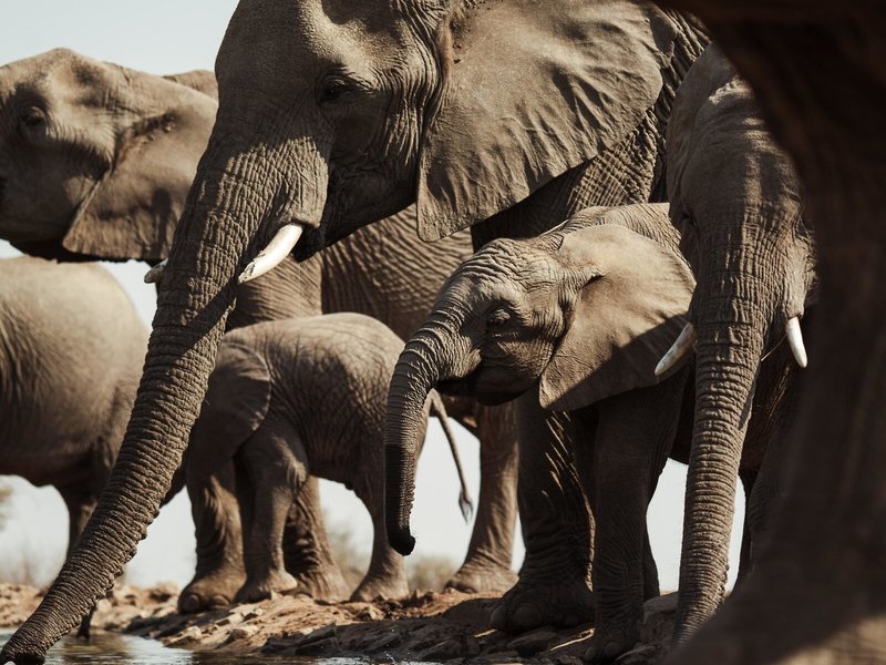 Last Word Madikwe 8