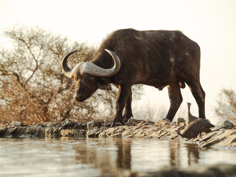 Last Word Madikwe 9