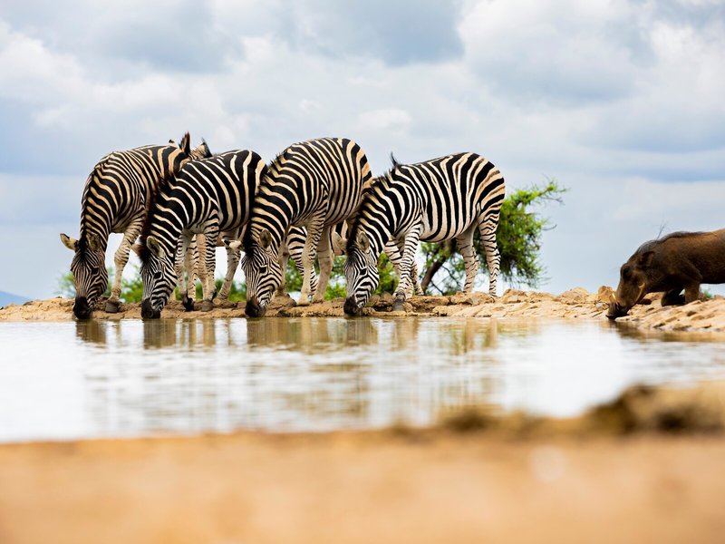 Last Word Madikwe 11