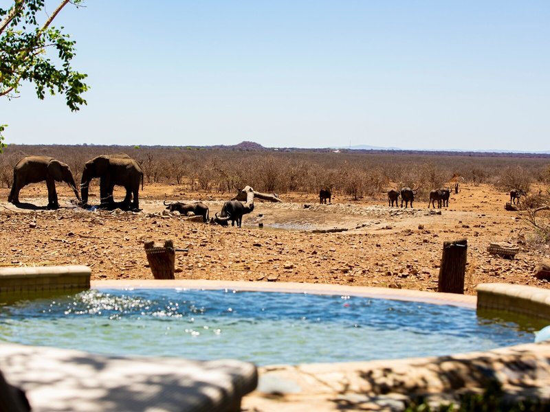 Last Word Madikwe 20