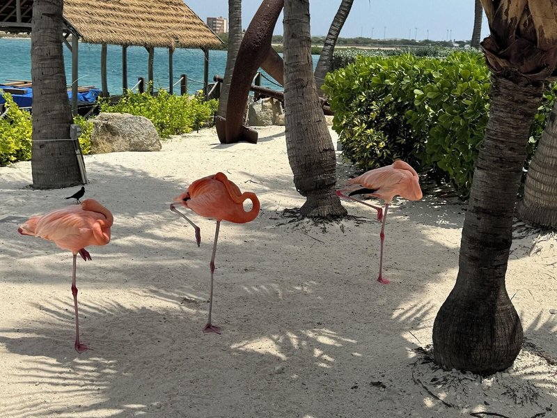 Central Boutique Hotel Aruba 11