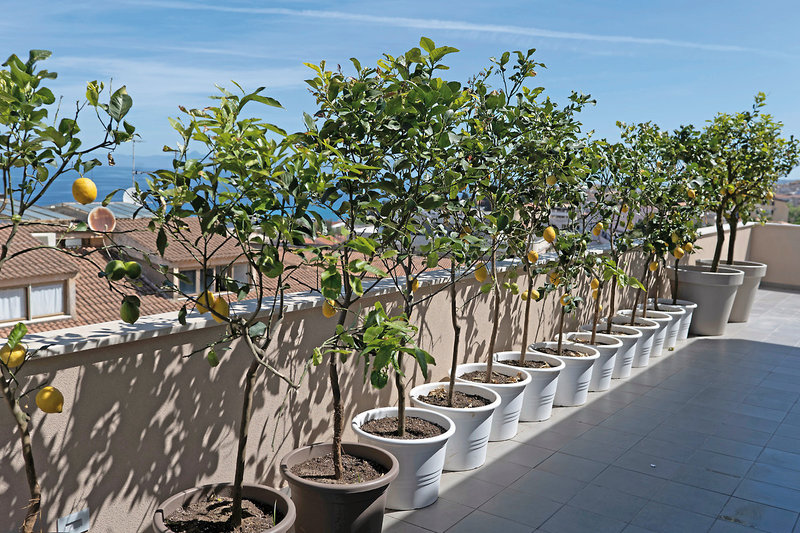 Middle Town Palace Tropea 3