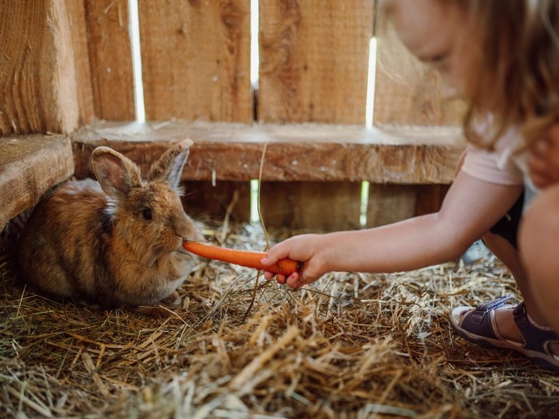 Landhotel Lerch Plankenau 48