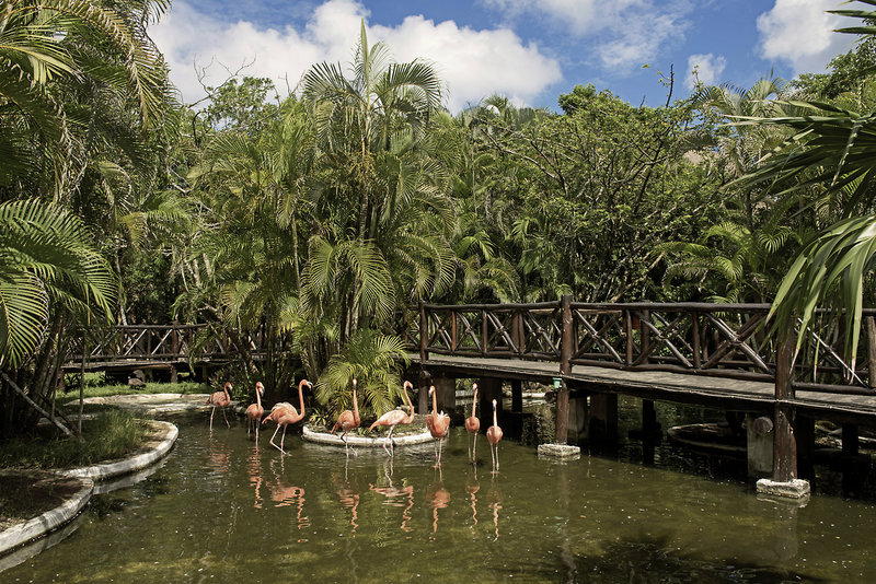 Iberostar Cozumel 21
