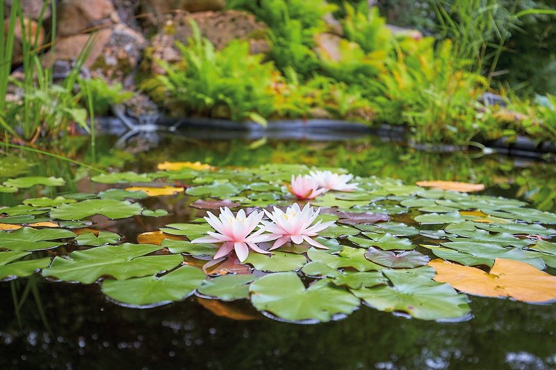 Kurpark Ilsenburg 18