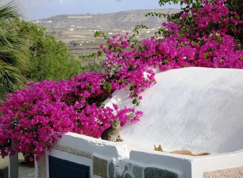 Paradise Santorini Resort 7