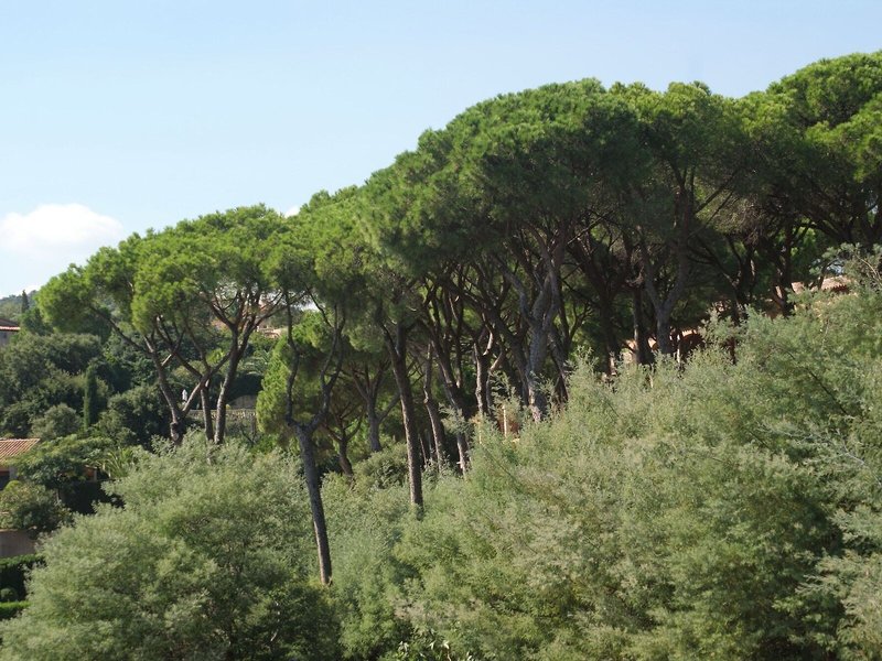 Les Jardins de Sainte Maxime 8