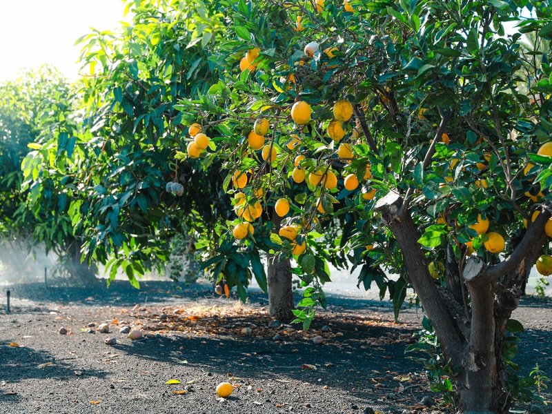 Los Pajeros Villas 13 - Garden